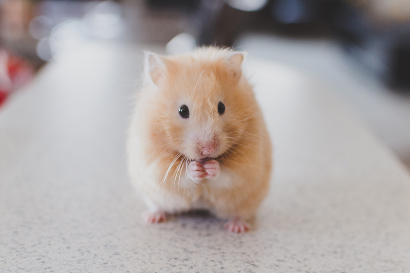Foto van een hamster voor het figuurlijke knagen dat het allemaal niet goed genoeg is