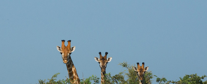 foto 3 giraffen bij artikel gelukkiger en effectiever van bureau stroom